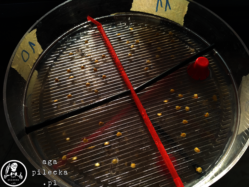 chili2