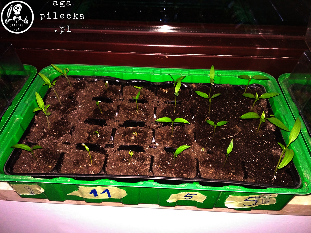 chili2(1)