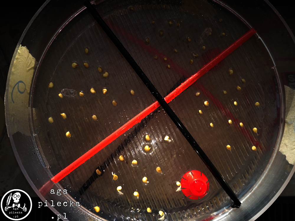 chili22